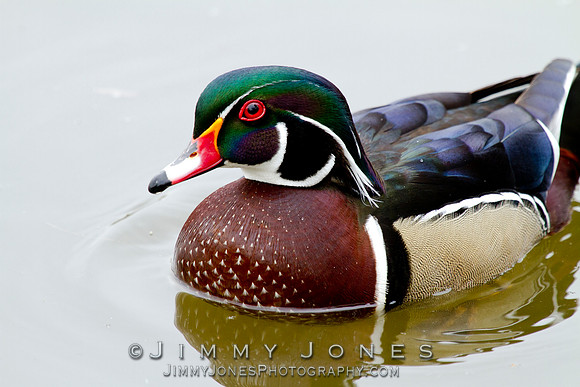 Wood Duck