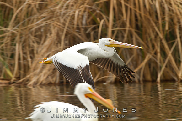 White Pelican