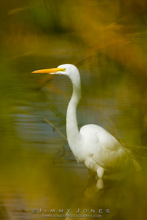 Great White Egret
