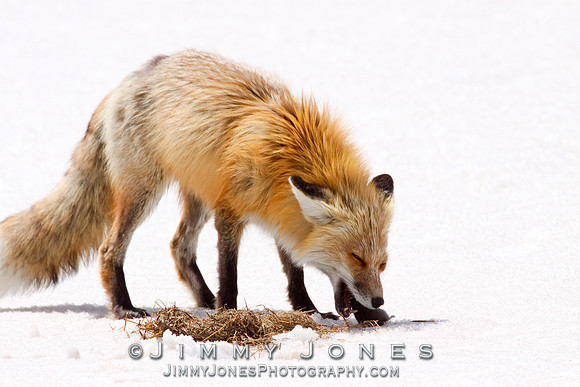 Red Fox