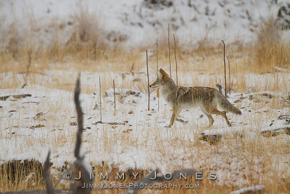 Coyote