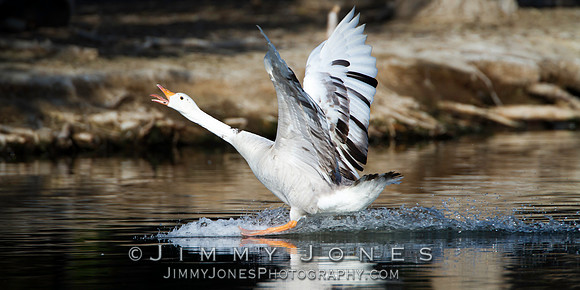 Grey Goose