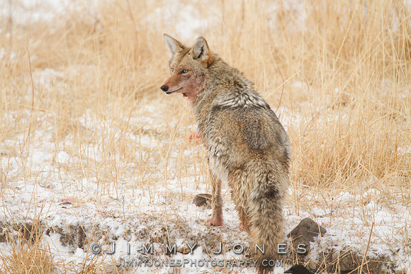 Coyote