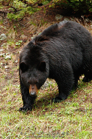 Black Bear