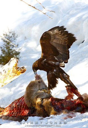 Golden Eagle