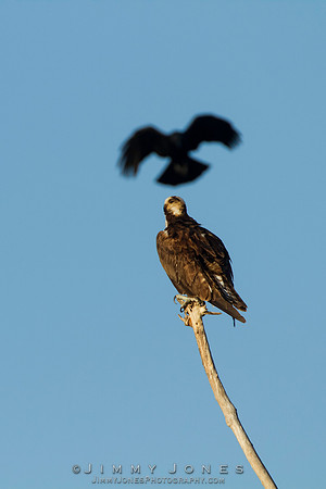 Osprey