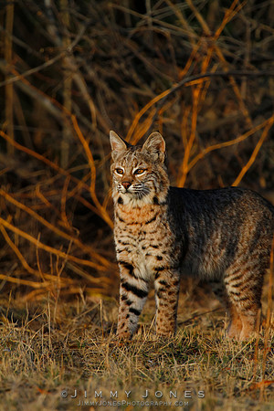 Bobcat