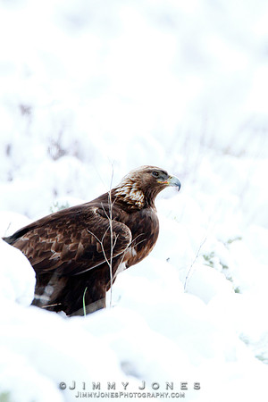 Golden Eagle