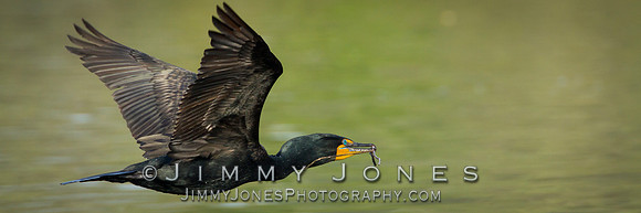 Double-Crested Cormorant - BS/P0051