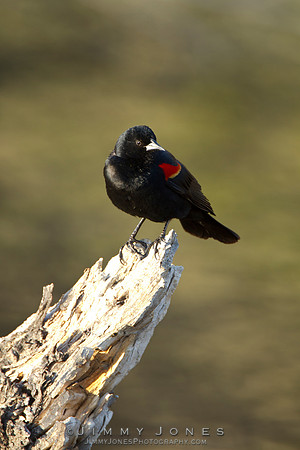 Red-Winged Blackbird