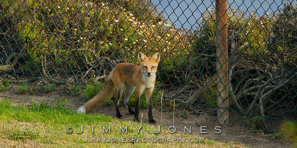 Red Fox