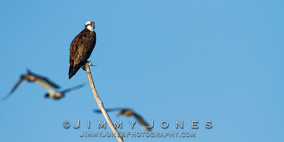 Osprey