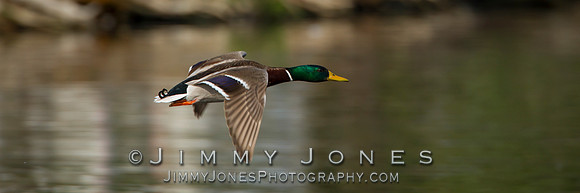 Male Mallard - BS/P0057