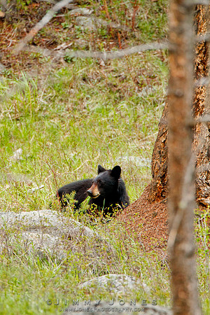 Black Bear
