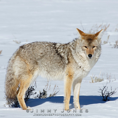Coyote
