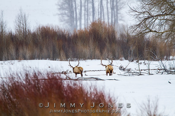 Bull Elk
