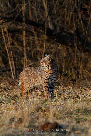 Bobcat