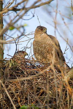 Cooper's Hawks