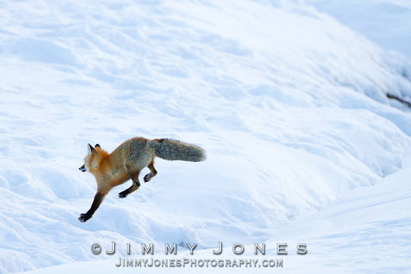 Red Fox Leap