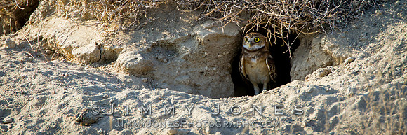 Burrowing Owl - BS/P0060