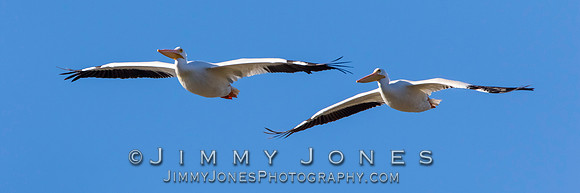 White Pelicans