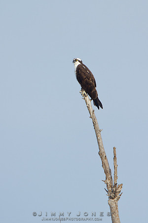 Osprey