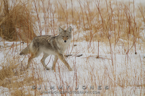 Coyote