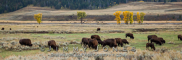 Lamer Valley Bison - BS/P0081