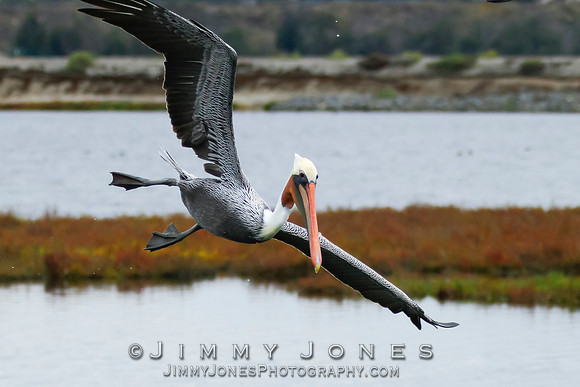 Brown Pelican