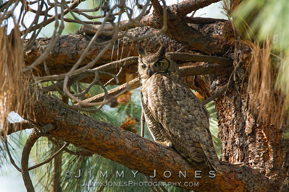 Great Horned Owl