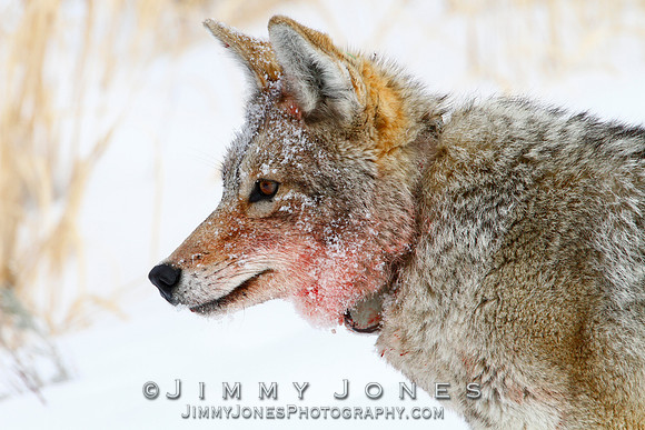 Coyote