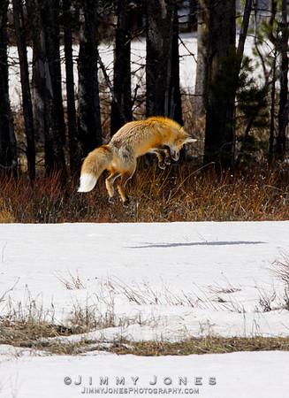Red Fox Leap