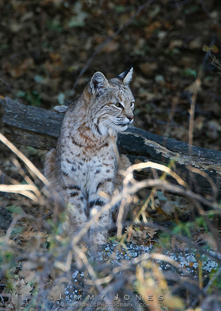 Bobcat