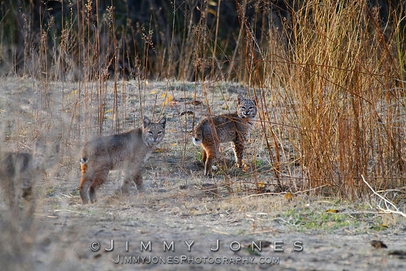 Bobcats
