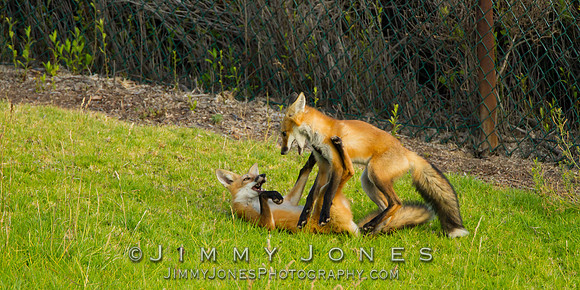Red Fox
