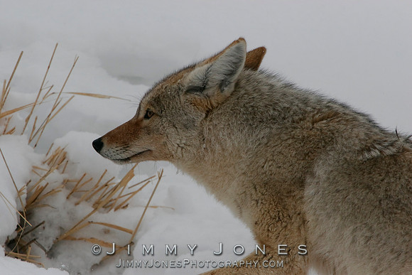 Coyote