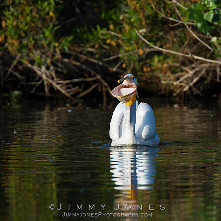 White Pelican