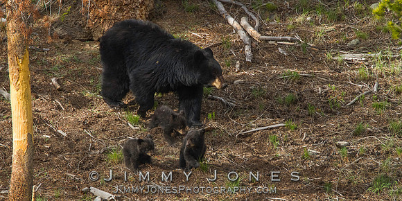 Black Bear Sow with Cubs