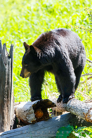 Black Bear Sow