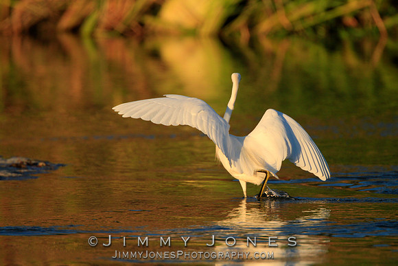 Snowy Egret