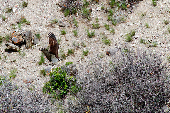 Osprey w/Catch