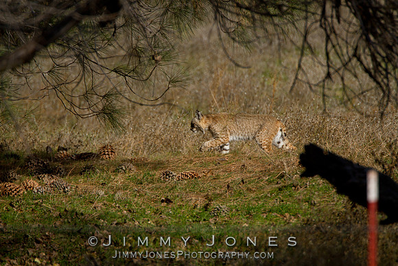 Bobcat