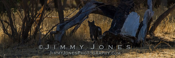 Bobcat