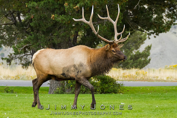 Bull Elk