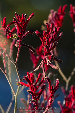 Kangaroo Paw