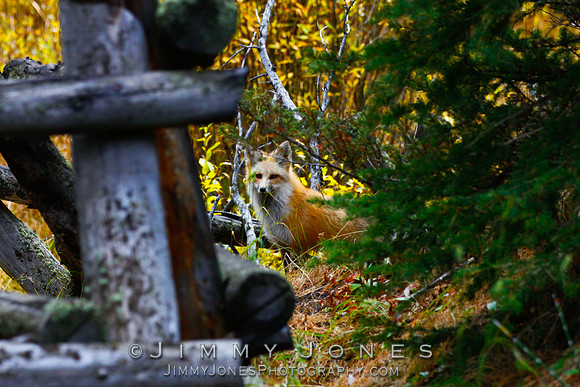 Red Fox