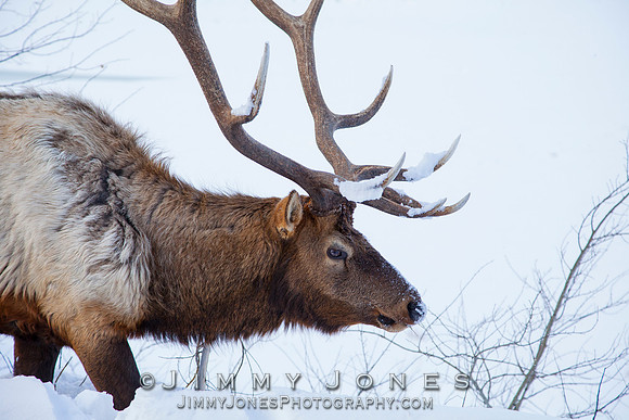 Bull Elk