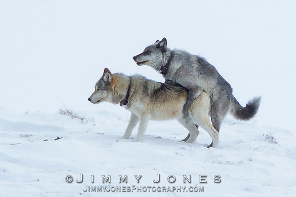 755m Mounting The Junction Butte Alpha Female 870f