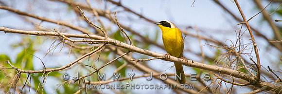 Common Yellowthroat - BS/P0058