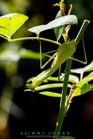 Praying Mantis